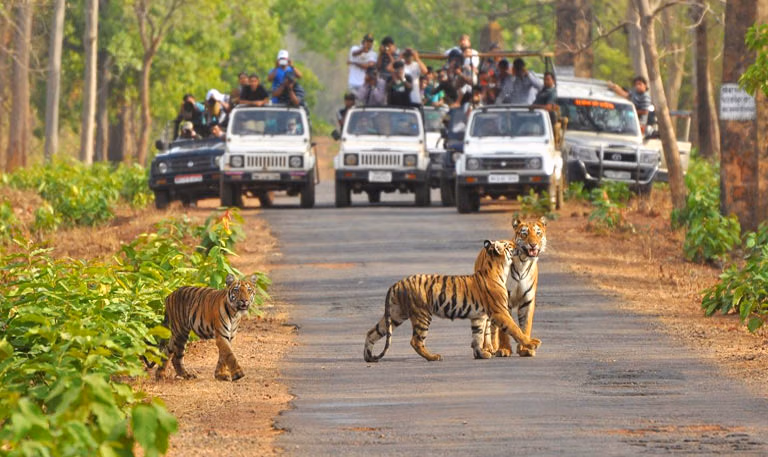 Mudhumalai Sightseeing Photos